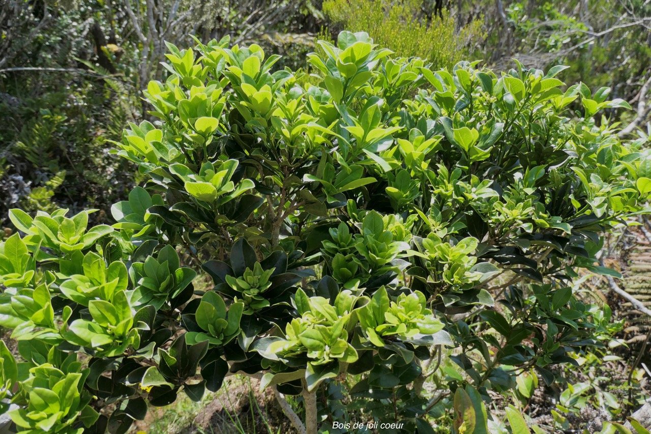 Polyscias repanda  Bois de papaye. araliaceae.endémique Réunion. (1).jpeg