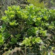 Pittosporum senacia.subsp reticulatum.bois de joli coeur des hauts.pittosporaceae.endémique Réunion. (1).jpeg