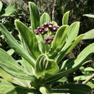 Psiadia anchusifolia.tabac marron..bouillon blanc .asteraceae;endémique Réunion (1).jpeg