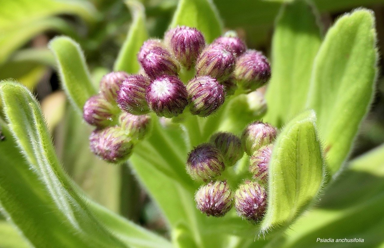 Psiadia anchusifolia.tabac marron..bouillon blanc .asteraceae;endémique Réunion (2).jpeg