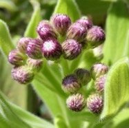 Psiadia anchusifolia.tabac marron..bouillon blanc .asteraceae;endémique Réunion (2).jpeg