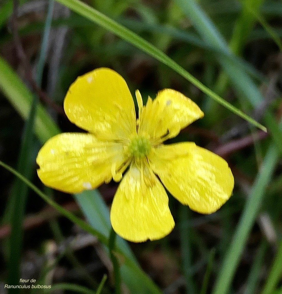 Ranunculus bulbosus.( fleur ) ranunculaceae.sténonaturalsé.espèce envahissante..jpeg