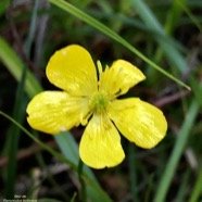 Ranunculus bulbosus.( fleur ) ranunculaceae.sténonaturalsé.espèce envahissante..jpeg
