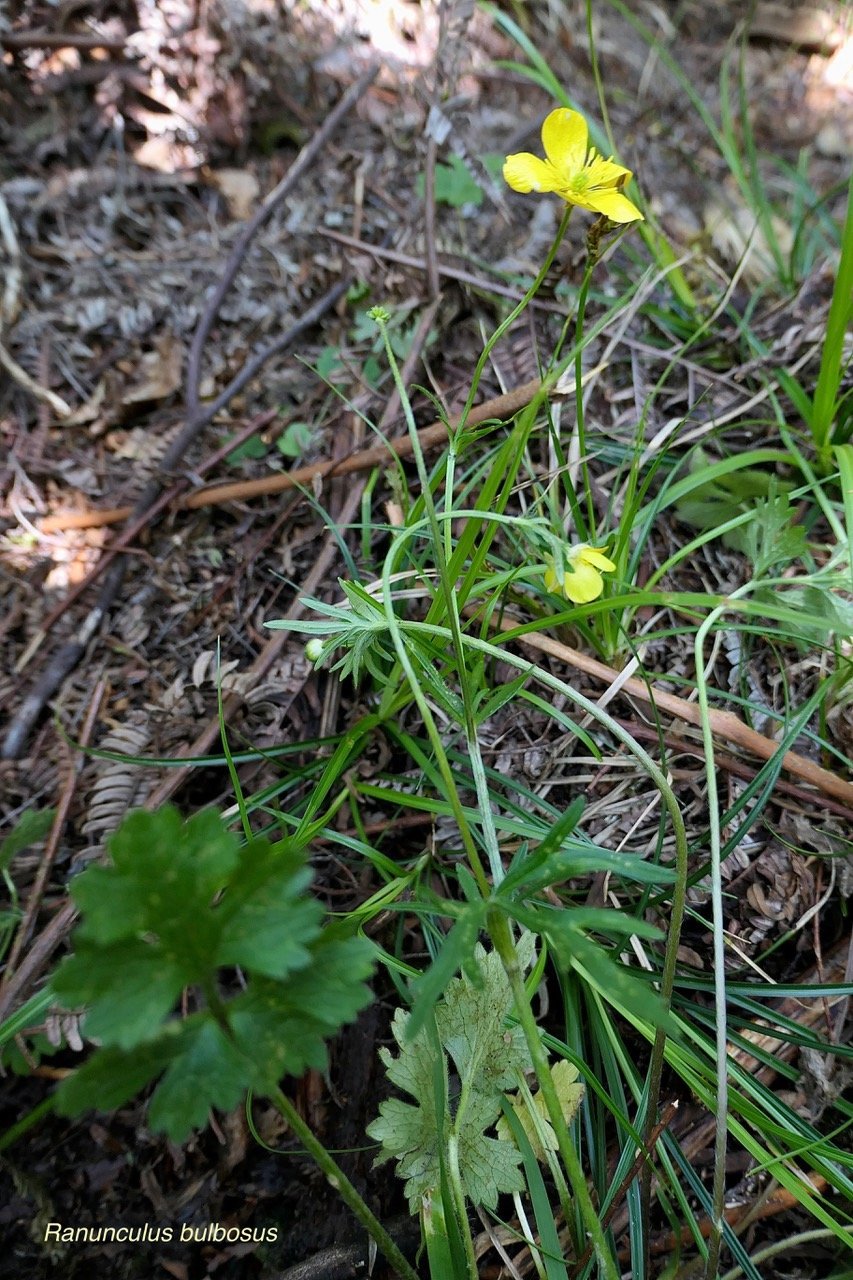 Ranunculus bulbosus.ranunculaceae.sténonaturalsé.espèce envahissante. (1).jpeg