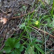 Ranunculus bulbosus.ranunculaceae.sténonaturalsé.espèce envahissante. (1).jpeg
