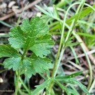 Ranunculus bulbosus.ranunculaceae.sténonaturalsé.espèce envahissante..jpeg