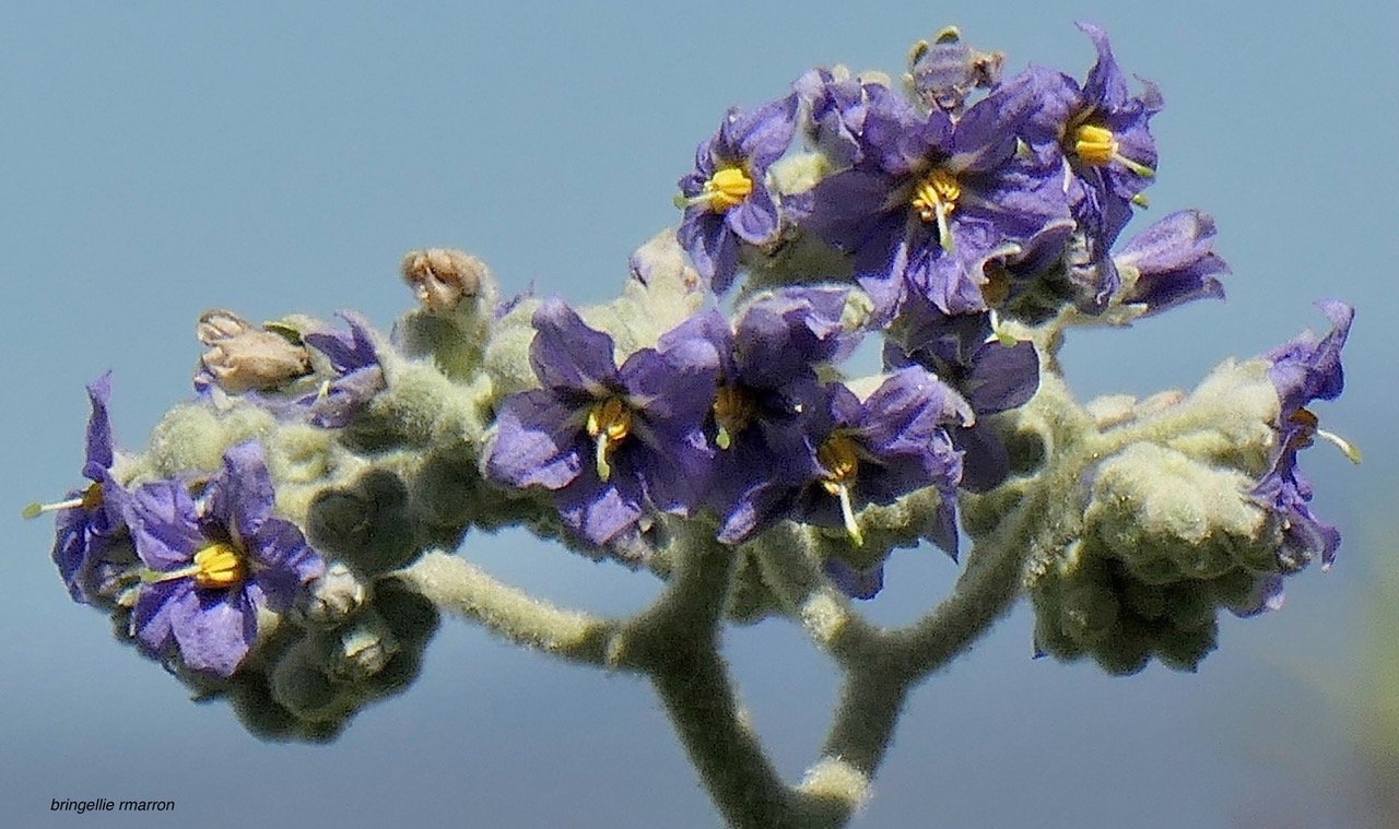 Solanum mauritianum.bringellier marron.solanaceae.amphinaturalisé et très envahissant..jpeg