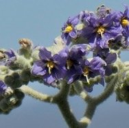 Solanum mauritianum.bringellier marron.solanaceae.amphinaturalisé et très envahissant..jpeg