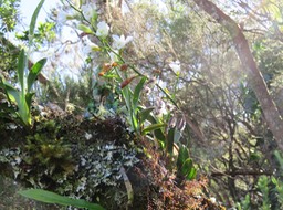 2. Beclardia macrostachya - Orchidée Muguet -  ORCHIDACEAE -indigène  IMG_2747.JPG