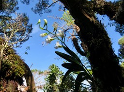 5. Beclardia macrostachya - Orchidée Muguet -  ORCHIDACEAE -indigène  IMG_2753.JPG