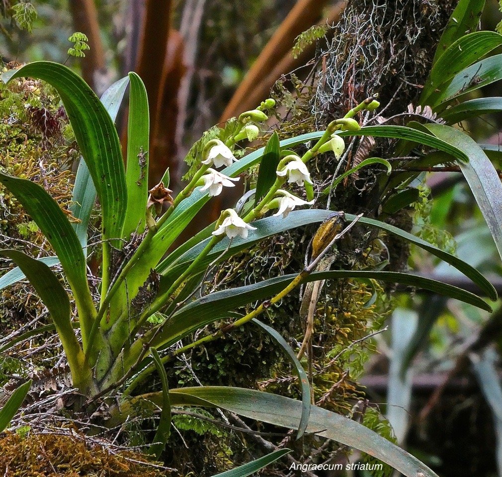 Angraecum striatum.orchidaceae.endémique Réunion.P1028169