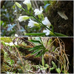 Beclardia macrostachya - EPIDENDROIDEAE - Indigène Réunion