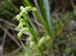 Benthamia exilis ? - ORCHIDOIDEAE - Indigène Réunion