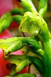 Benthamia latifolia.( détail inflorescence )orchidaceae.endémique Réunion Maurice.P1028372