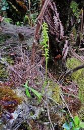 Benthamia sp .  orchidaceae. P1028193