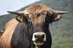 Bos taurus subsp BorisJohnsonia