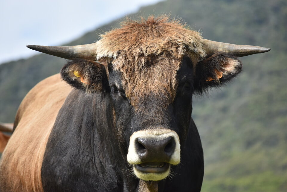 Bos taurus subsp BorisJohnsonia