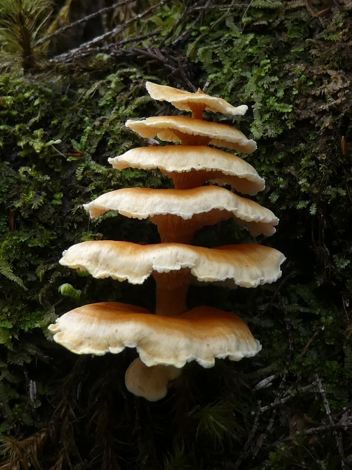 Champignon pagode