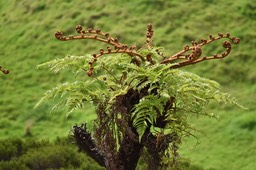 Cyathea glauca - Fanjan femelle - CYATHEACEAE - Endémique Réunion
