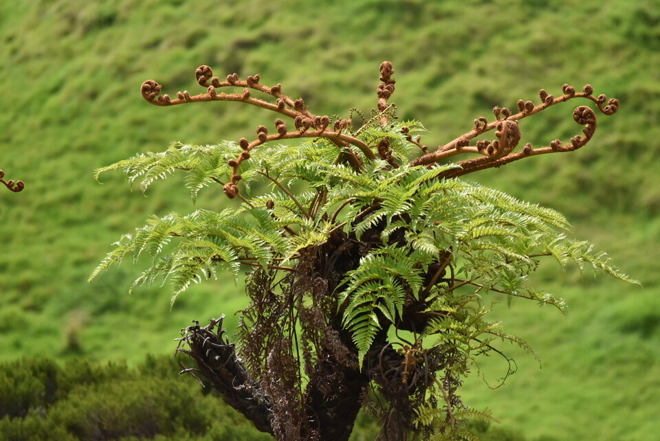 Cyathea glauca - Fanjan femelle - CYATHEACEAE - Endémique Réunion