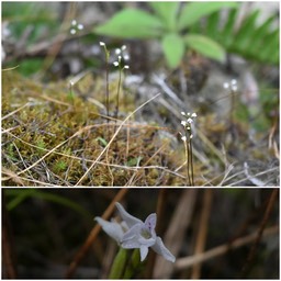 Cynorkis coccinelloides - ORCHIDOIDEAE - Indigène Réunion