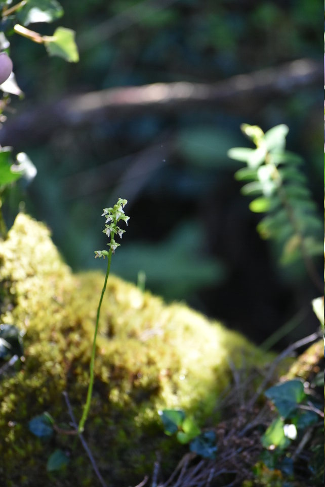 Cynorkis falcata ? - ORCHIDOIDEAE - Endémique Réunion