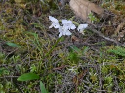 Cynorkis trilinguis ? - ORCHIDOIDEAE - Endémique Réunion