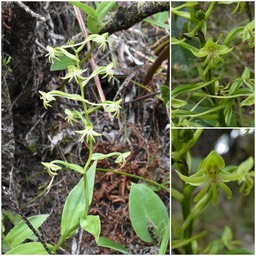 Habenaria frappieri - ORCHIDOIDEAE - Endémique Réunion