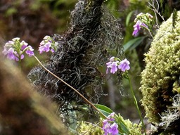 Les fleurs roses vues par Andrée P1028487