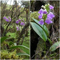 Physoceras boryanum (Cynorkis boryana) - ORCHIDOIDEAE - Indigène Réunion .jpg