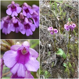 Physoceras castillonii (Cynorkis castillonii) - ORCHIDOIDEAE - Endémique Réunion 