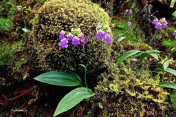 Physoceras sp . ( Cynorkis sp ) orchidaceae.P1028494