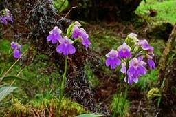 Physoceras sp. Cynorkis sp. orchidaceae.P1028492