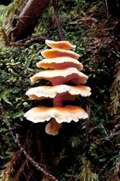 Podoserpula sp ? ? champignon pagode.  Lentinus sp  ? ?  P1028177