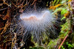 Spinellus fusiger ? ( phytomycetaceae. ) ... Aspergillus  ??   parasitant un  autre champignon. P1028185