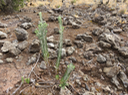 14 ??? jeune Ambville blanche -  Hubertia tomentosa -