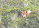 19 Vache