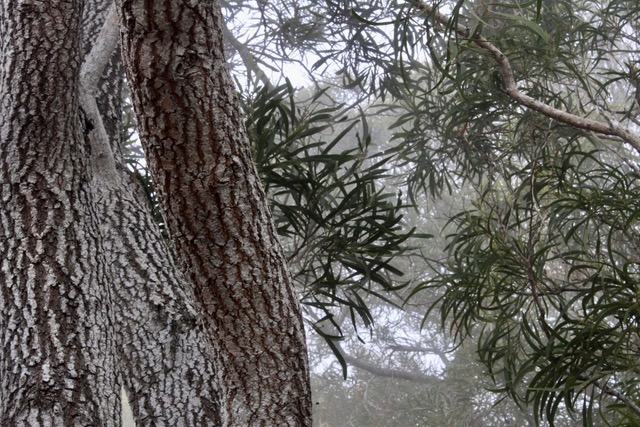 Acacia heterophylla