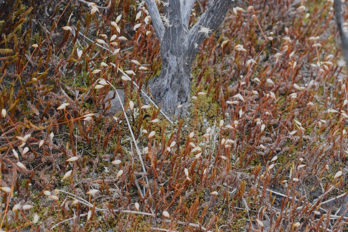 DSC_7117