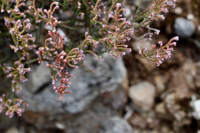 Erica galioides ,thym marron