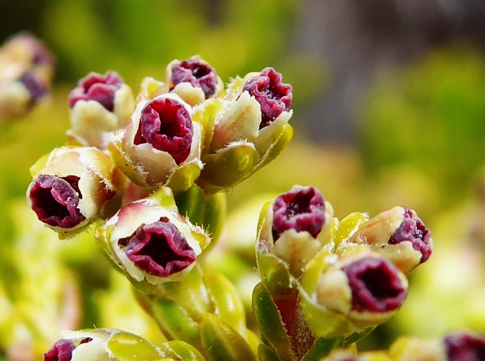 Erica reunionensis