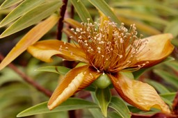 Hypericum lanceolatum