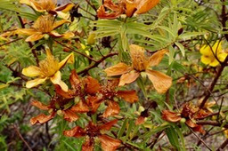Hypericum lanceolatum