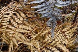 Pteridium aquilinum
