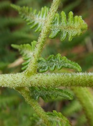 P1000508 Glandes (1)