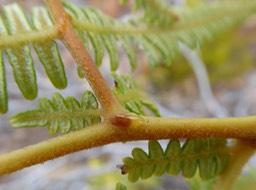 P1000535 Pteridium (11)