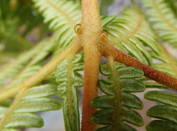 P1000546 Pteridium (5)