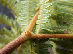 P1000546 Pteridium (6)