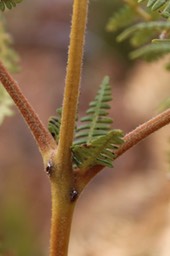 Pteridium aquilinum