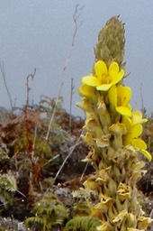 Verbascum thapsus .  Bouillon blanc.
